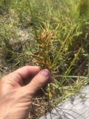 Cyperus lecontei