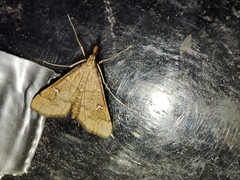 Dolicharthria punctalis