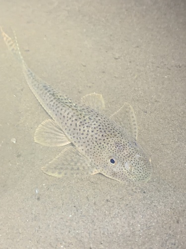 Effen harnasmeerval (Aphanotorulus unicolor) — Loricariidae — 3