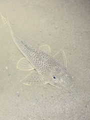 Hypostomus