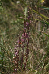 Atriplex