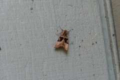 Phlogophora
