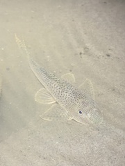 Hypostomus