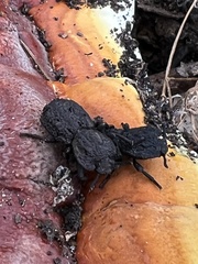 Phloeodes diabolicus