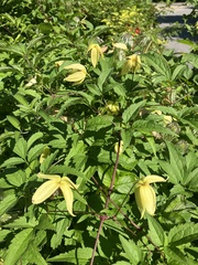Clematis tangutica