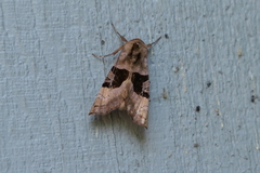 Phlogophora
