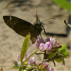 Erynnis funeralis