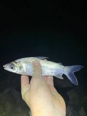 Prochilodus nigricans