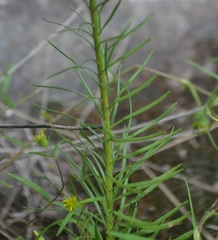 Liatris microcephala