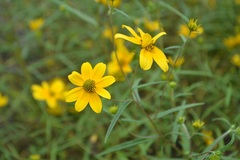 Helianthus porteri