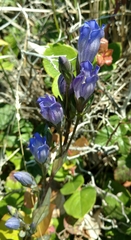 Gentiana sceptrum