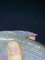 Prochilodus nigricans