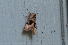 Phlogophora