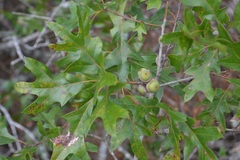 Quercus georgiana