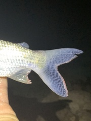 Prochilodus nigricans