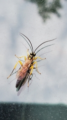 Ichneumon annulatorius