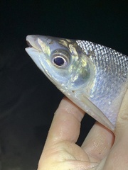 Prochilodus nigricans