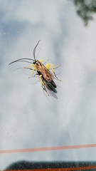 Ichneumon annulatorius