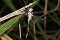 Orthetrum caledonicum