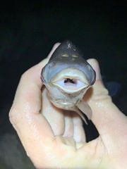 Prochilodus nigricans