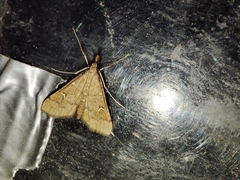 Dolicharthria punctalis