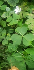 Oxalis oregana