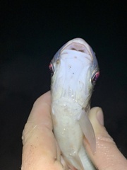 Prochilodus nigricans