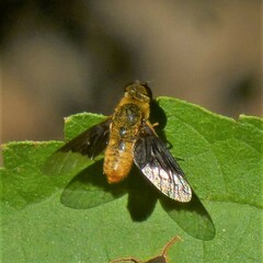 Chrysanthrax cypris