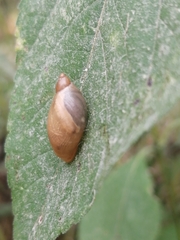Succinea putris