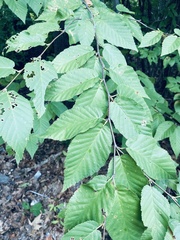 Betula lenta