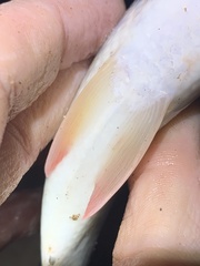 Prochilodus nigricans