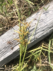 Cyperus lecontei