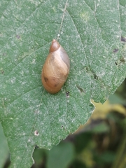 Succinea putris
