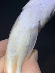 Prochilodus nigricans