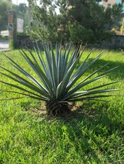 Agave tequilana