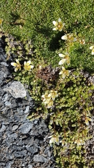 Saxifraga bryoides