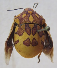 Pachycoris