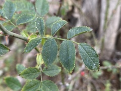 Rosa canina