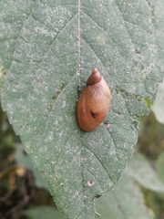 Succinea putris