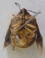 Pachycoris