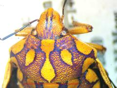 Pachycoris