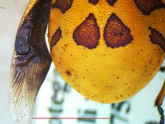 Pachycoris