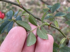 Rosa canina