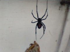 Latrodectus hesperus