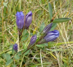 Gentiana sceptrum