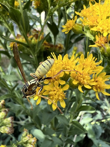 Northern Paper Wasp, 29th Ave S, Minneapolis, MN, US, photo 7 of 10
