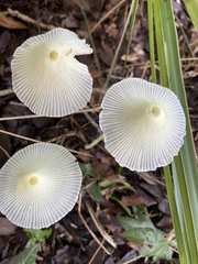 Leucocoprinus fragilissimus
