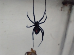 Latrodectus hesperus