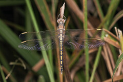 Orthetrum caledonicum