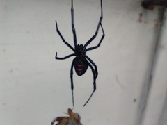 Latrodectus hesperus